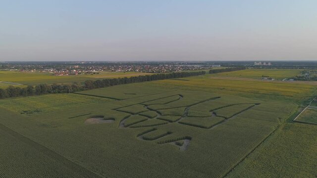 Aerial view.  National emblem of Ukraine on a corn field