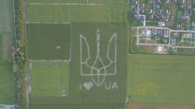 Aerial view.  National emblem of Ukraine on a corn field. 