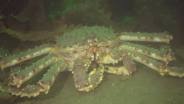 Kamchatka crab Paralithodes camtschaticus in the Barents Sea close-up.