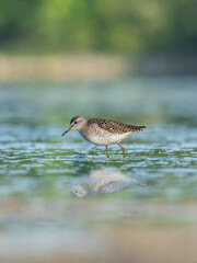 Beautiful nature scene with Wood sandpiper (Tringa glareola). Wood sandpiper (Tringa glareola) in the nature habitat. Wildlife shot of Wood sandpiper (Tringa glareola).