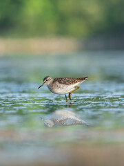 Beautiful nature scene with Wood sandpiper (Tringa glareola). Wood sandpiper (Tringa glareola) in the nature habitat. Wildlife shot of Wood sandpiper (Tringa glareola).