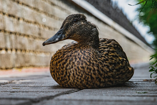 portrait of a mallard duck
