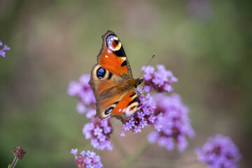 peacock eye butterfly on purple flower, good summer day