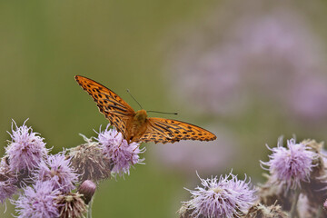 Kaisermantel Argynnis paphia auf rosa Blüte
