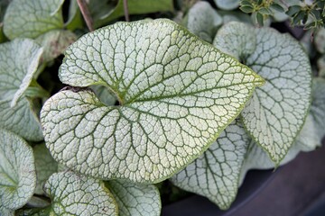 Ein schön strukturiertes Blatt des kaukasischen Vergissmeinnicht
