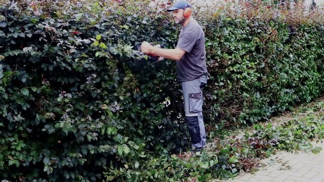 man cutting hedge with engine trimmer, sound, gardening
