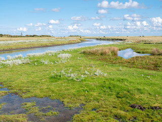 Canal in salt marsh near Kobbeduinen on Schiermonnikoog island, Netherlands