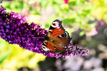 Pfauenauge - ein Schmetterling auf einer Blüte
