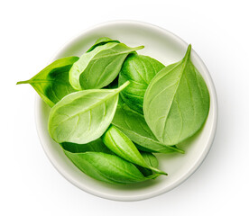 Basil leaves in white bowl isolated. Basil leaf on white background. Top view of fresh basil.