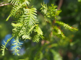 日差しに光るメタセコイアの葉