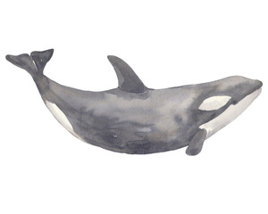 Watercolor killer whale. Great for print, web, textile design, giftware, scrapbooking.