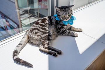 日差しの差し込む窓際でうたた寝する可愛い猫