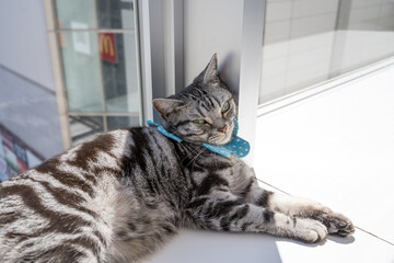 日差しの差し込む窓際でうたた寝する可愛い猫
