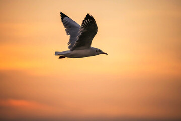 Fototapeta na wymiar Seagull flying at sunset with twilight sky