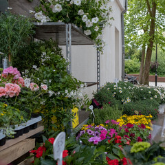 Blumen in Töpfen Pflanzen 