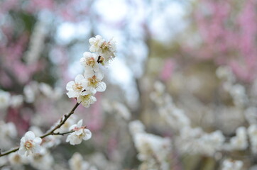 北野天満宮の梅