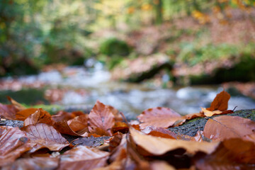 Brown autumn leaves on forest floor. Depth of field.