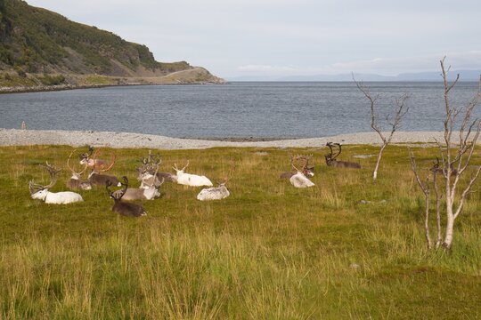 Reindeer / Rangifer tarandus /, at the Barents Sea on Mageroya Island. Norway.