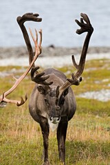 Reindeer / Rangifer tarandus /, at the Barents Sea on Mageroya Island. Norway.