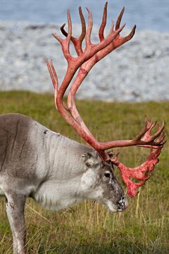 Reindeer / Rangifer tarandus /, at the Barents Sea on Mageroya Island. Norway.