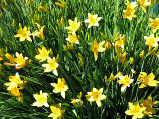 Obraz premium bright yellow lilies bloom luxuriantly in the garden in summer