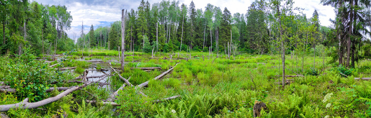 Beaver dam in the forest, fallen trees in the forest on the lake, lake in the forest, swamp in the forest