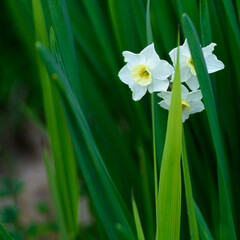 Bella flor de narciso (Narcissus)