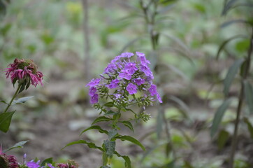 a bush of phlox flowers