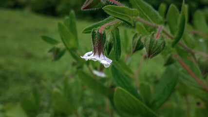 Water drops on a white flower