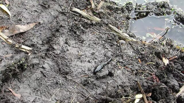 Big black leech crawling to the water worm Medicinal Leech Hirudo medicinalis