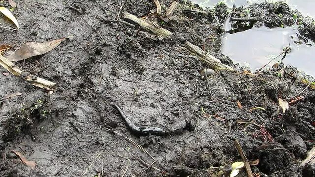 Big black leech crawling near the water worm