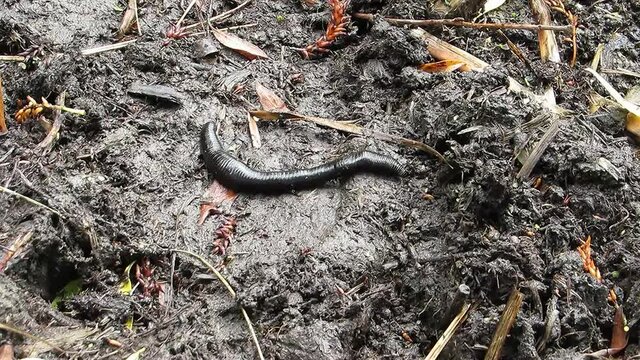 Big black leech crawling worm