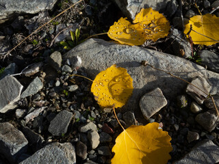 Yellow autumn leafs on stones  with water drops