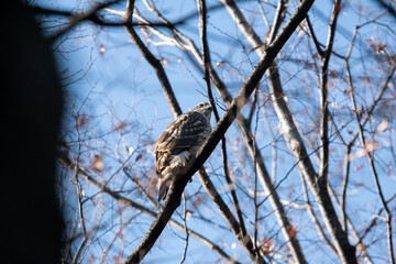 巣立って半年くらいの若いオオタカ！
