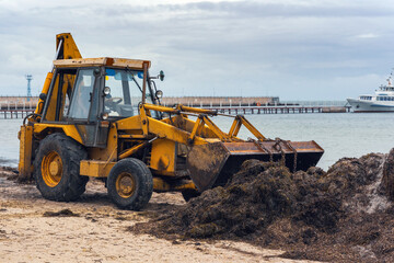 Cleaning the beach from algae using an excavator
