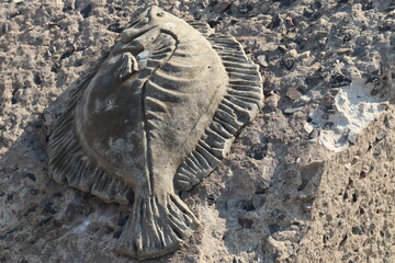 Fototapeta na wymiar fossil in the sand