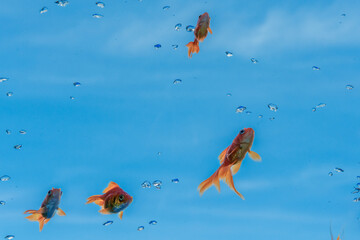 Obraz premium 青空を泳ぐ金魚たち