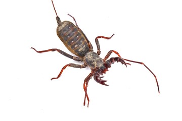 isolated scorpion on white background
