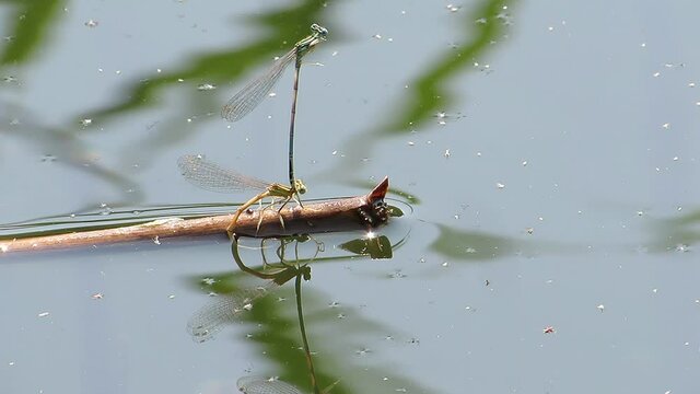 Dragonflies mate on a branch near the water