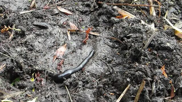 Large black leech crawling on the ground