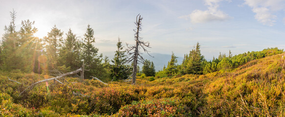 Fototapeta premium Autumn mountain in Ramzova slopes with drying blueberry at sunset. Jeseniky mountains with Serak peak.