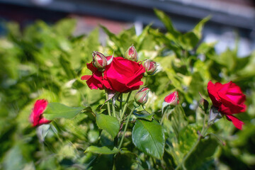 Fototapety na wymiar - Fototapeta24.pl