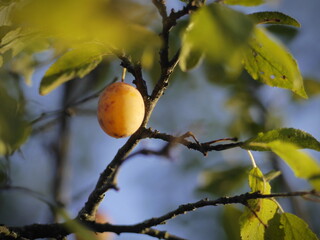 plum on tree