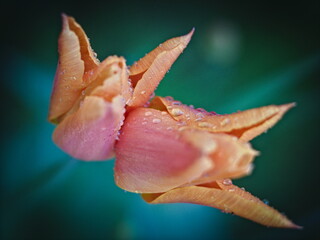 tulip flower, macro photography 