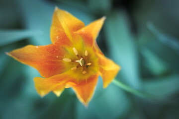 tulip flower, macro photography 