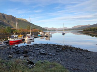 Ballachulish reflections. A beautifully calm Loch Leven gave some stunning reflections of the boats and scenery.
A bird in the bushes provided something for the cat to comment on.