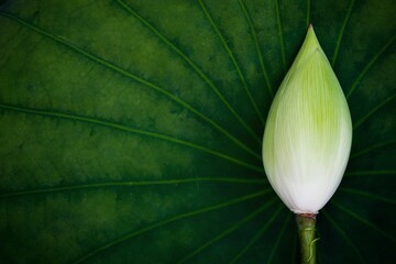 lotus bud natural green lotus leaf background