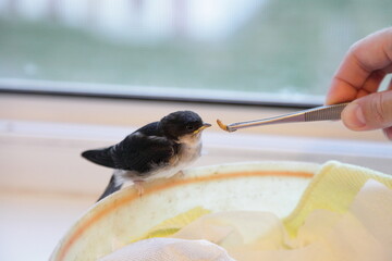 A swallow chick eats a mealworm with tweezers from a human hand on window background, wild bird...
