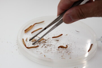 Woman fingers takes a mealworm with tweezers closeup, feeding the swift nesting at home