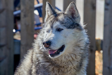 portrait of the muzzle of a husky dog close-up